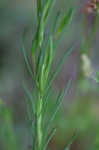 Threadleaf evening primrose